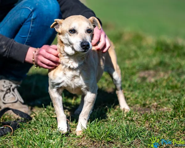 Znaleziono psa, Racławice, 3 stycznia 2025 (4/5)