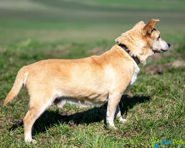 Znaleziono psa, Racławice, 3 stycznia 2025 (5/5)