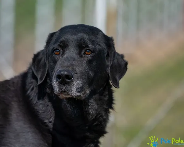 Znaleziono psa, Racławice, 3 stycznia 2025 (1/5)