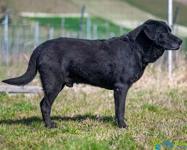 Znaleziono psa, Racławice, 3 stycznia 2025 (2/5)