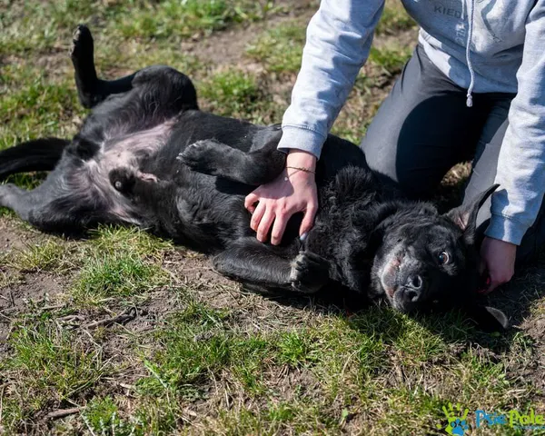 Znaleziono psa, Racławice, 3 stycznia 2025 (3/5)