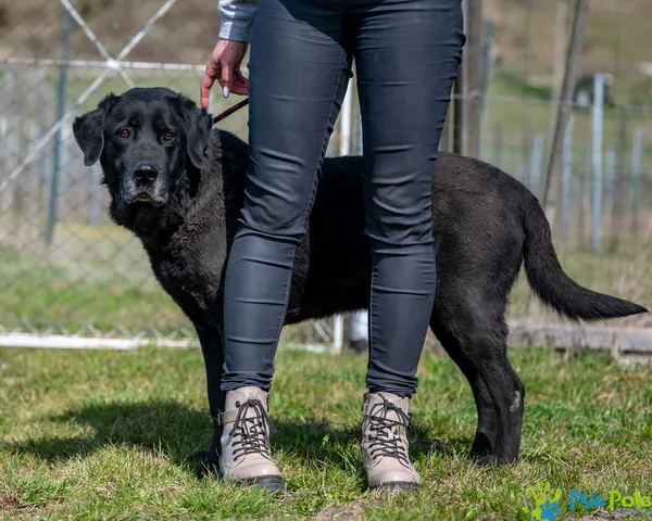 Znaleziono psa, Racławice, 3 stycznia 2025 (4/5)