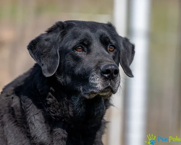 Znaleziono psa, Racławice, 3 stycznia 2025 (5/5)