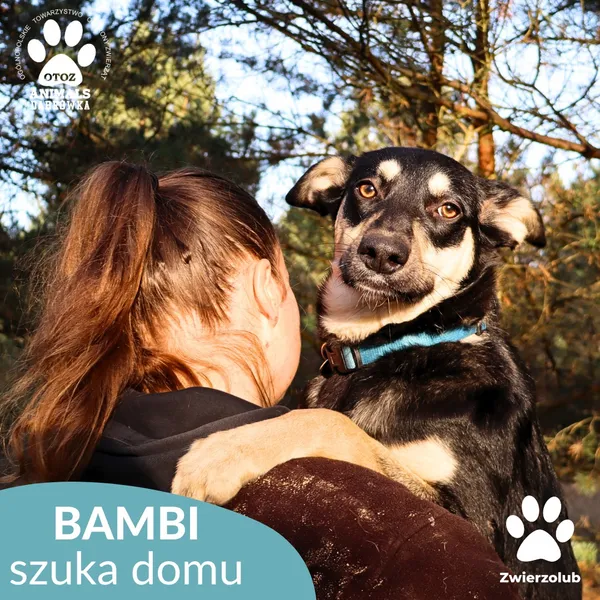 Znaleziono psa, Dąbrówka, 3 grudnia 2025 (3/4)