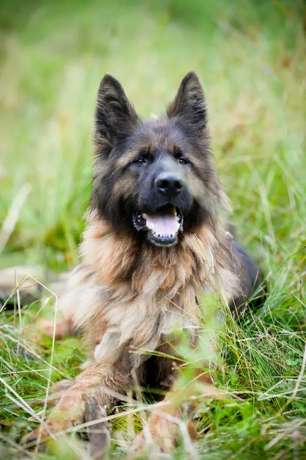 Znaleziono psa, Sosnowiec, 4 stycznia 2025 (3/5)