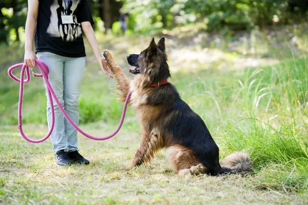 Znaleziono psa, Sosnowiec, 4 stycznia 2025 (4/5)