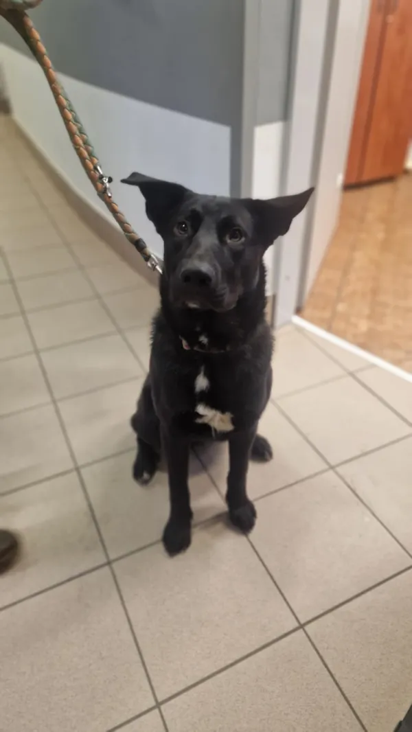 Znaleziono psa, Dobra, 9 stycznia 2025 (1/3)