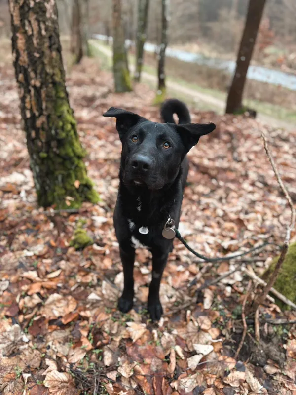 Znaleziono psa, Dobra, 9 stycznia 2025 (2/3)