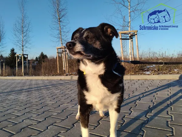Znaleziono psa, Szczecin, 9 stycznia 2025 (2/2)