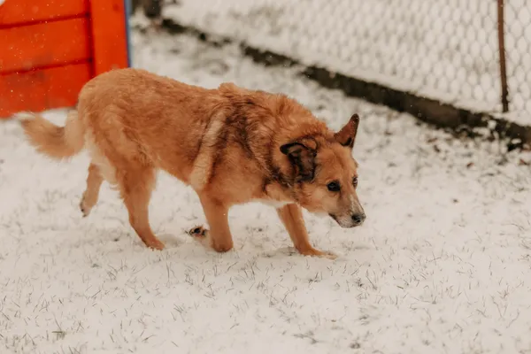 Pies do adopcji, Czartki, 9 stycznia 2025 (1/5)