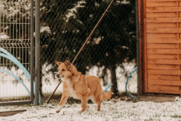 Pies do adopcji, Czartki, 9 stycznia 2025 (2/5)