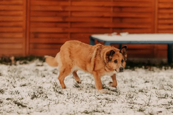 Pies do adopcji, Czartki, 9 stycznia 2025 (5/5)