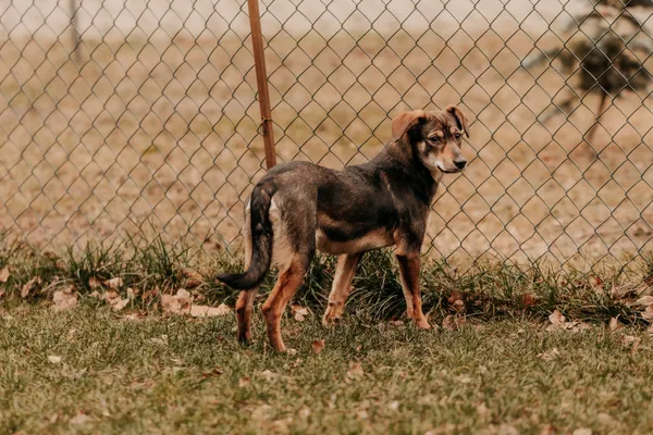 Pies do adopcji, Czartki, 9 stycznia 2025 (2/5)