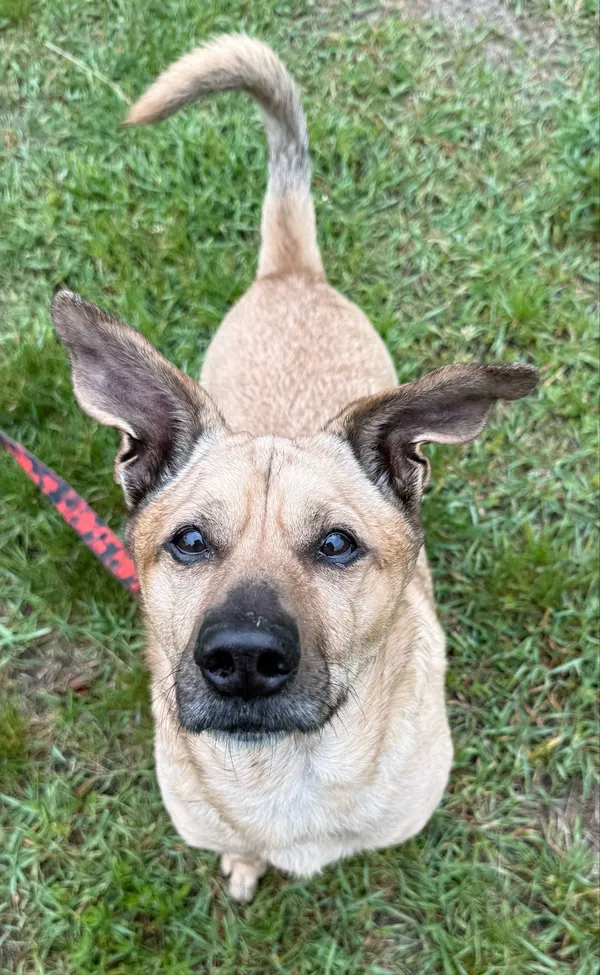 Pies do adopcji, Włocławek, 9 stycznia 2025 (1/5)