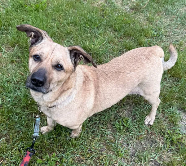 Pies do adopcji, Włocławek, 9 stycznia 2025 (5/5)