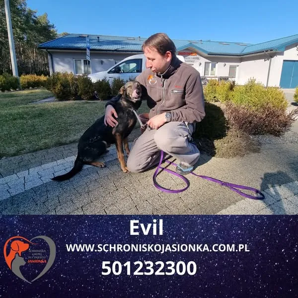 Pies do adopcji, Dębniak, 9 stycznia 2025