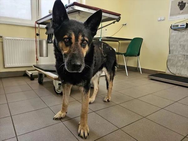 Pies do adopcji, Choszczno, 6 stycznia 2025