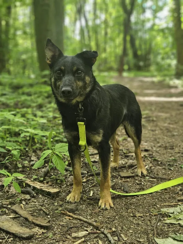 Pies do adopcji, Zgierz, 10 stycznia 2025 (2/5)