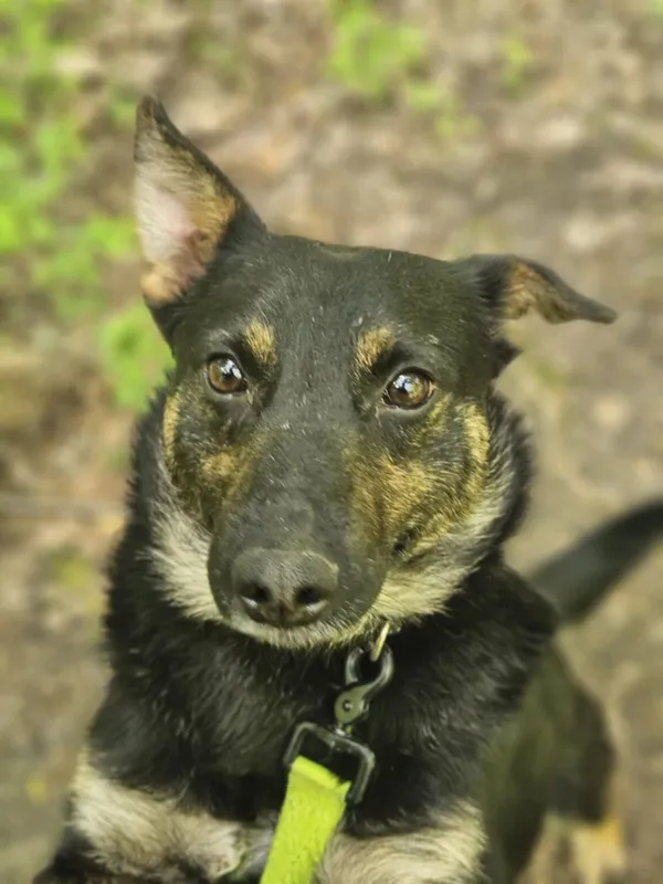 Pies do adopcji, Zgierz, 10 stycznia 2025 (3/5)