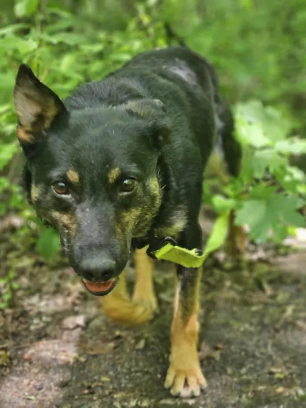 Pies do adopcji, Zgierz, 10 stycznia 2025 (4/5)