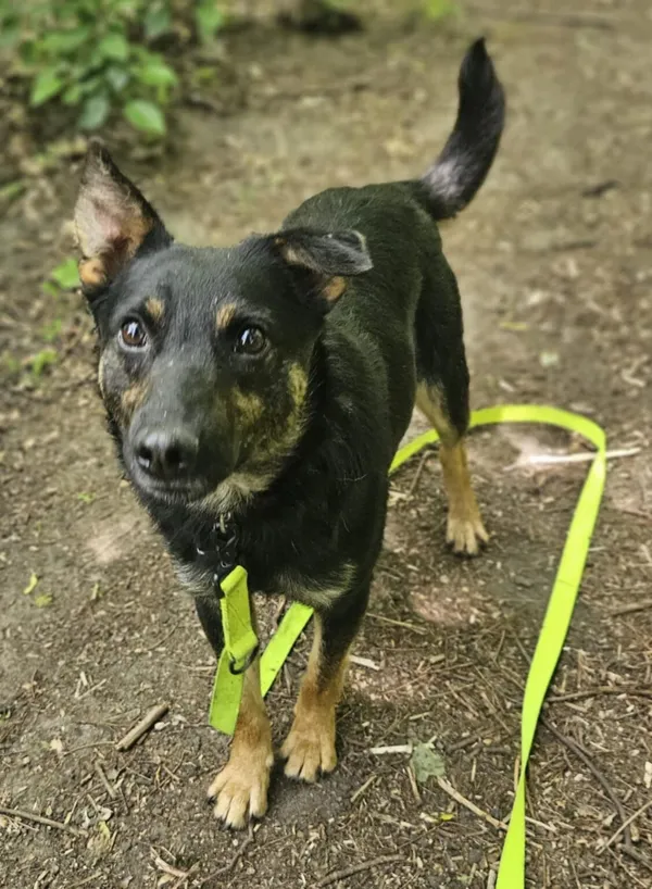 Pies do adopcji, Zgierz, 10 stycznia 2025 (5/5)