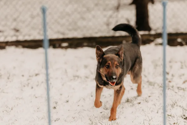 Pies do adopcji, Czartki, 10 stycznia 2025 (2/4)