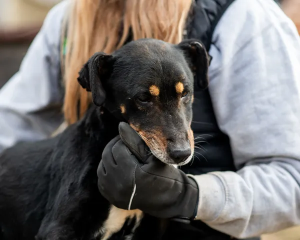 Znaleziono psa, Racławice, 10 stycznia 2025 (4/5)