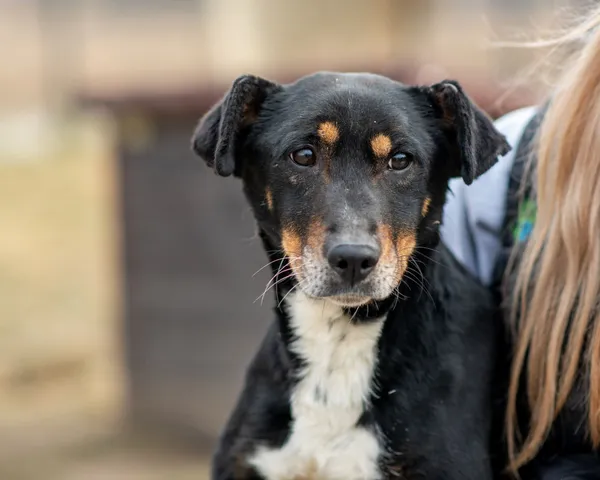 Znaleziono psa, Racławice, 10 stycznia 2025 (1/5)