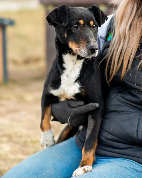 Znaleziono psa, Racławice, 10 stycznia 2025 (2/5)