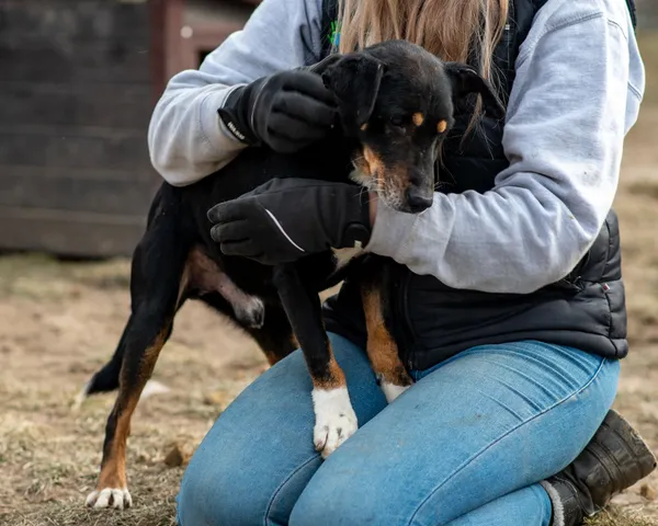 Znaleziono psa, Racławice, 10 stycznia 2025 (5/5)