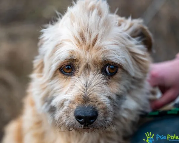 Znaleziono psa, Racławice, 9 stycznia 2025 (4/5)