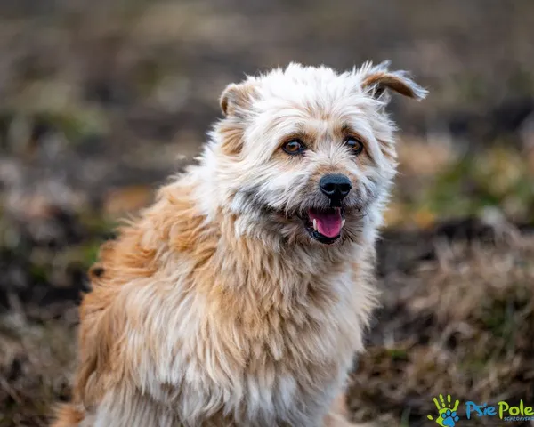 Znaleziono psa, Racławice, 9 stycznia 2025 (5/5)