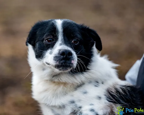 Znaleziono psa, Racławice, 9 stycznia 2025 (1/5)