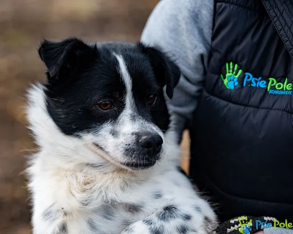 Znaleziono psa, Racławice, 9 stycznia 2025 (2/5)