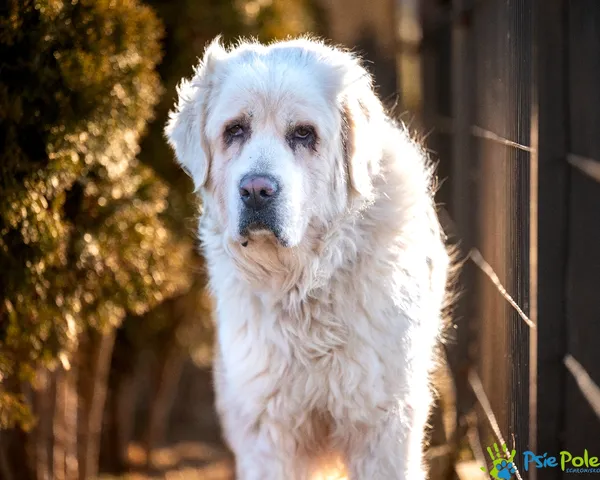 Znaleziono psa, Racławice, 8 stycznia 2025 (1/5)