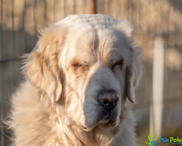 Znaleziono psa, Racławice, 8 stycznia 2025 (3/5)