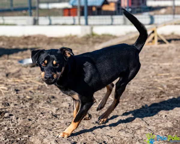 Znaleziono psa, Racławice, 10 stycznia 2025 (2/5)