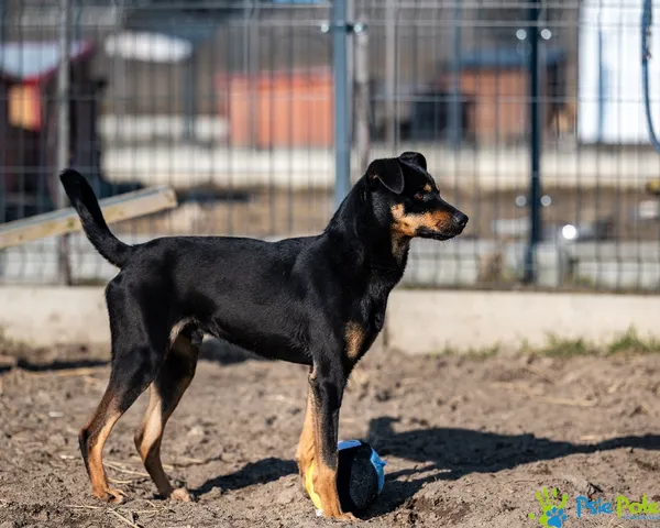 Znaleziono psa, Racławice, 10 stycznia 2025 (4/5)