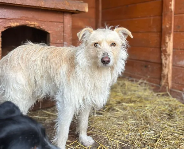 Pies do adopcji, Głowno, 11 stycznia 2025 (2/5)