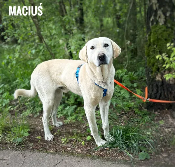 Pies do adopcji, Rytlów, 26 maja 2025