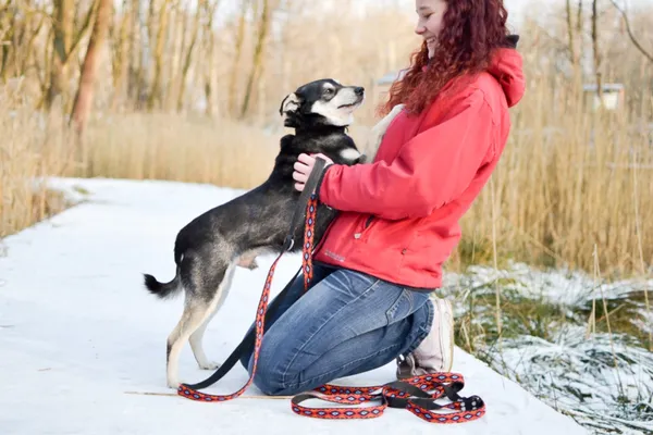 Znaleziono psa, Sosnowiec, 12 stycznia 2025 (2/5)