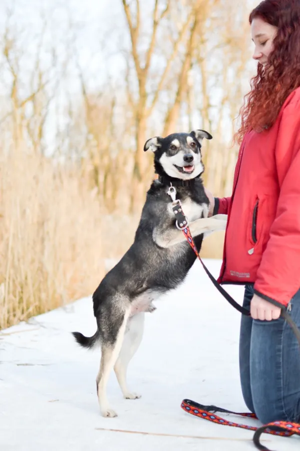 Znaleziono psa, Sosnowiec, 12 stycznia 2025 (4/5)