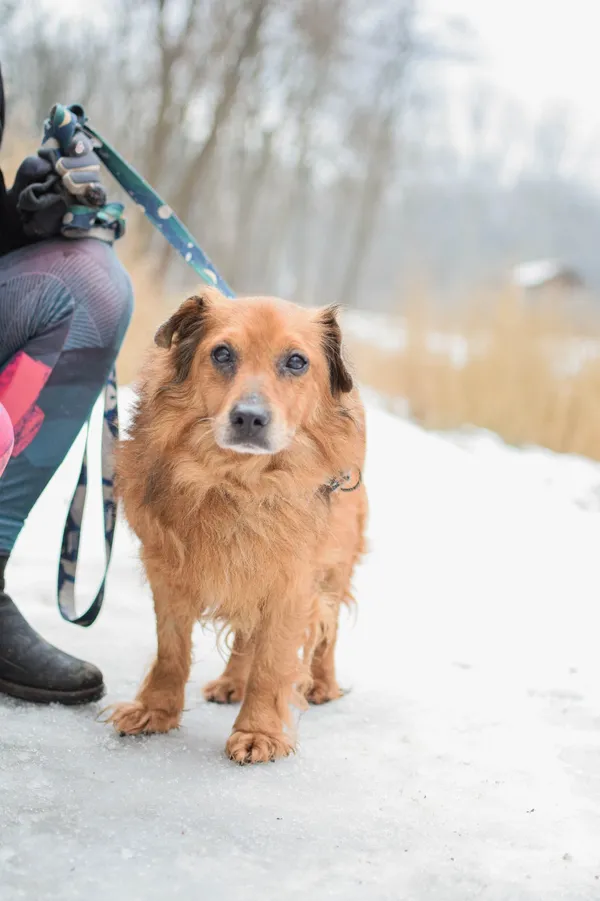 Znaleziono psa, Sosnowiec, 12 stycznia 2025 (1/5)