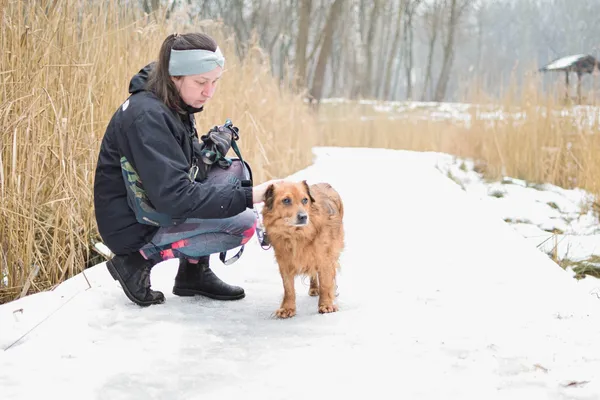 Znaleziono psa, Sosnowiec, 12 stycznia 2025 (2/5)