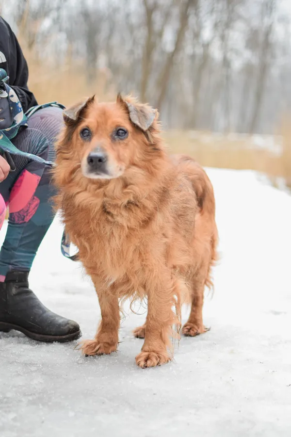 Znaleziono psa, Sosnowiec, 12 stycznia 2025 (3/5)
