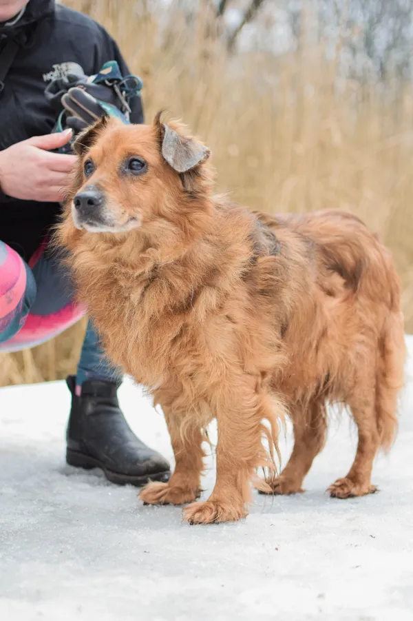 Znaleziono psa, Sosnowiec, 12 stycznia 2025 (4/5)