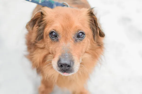 Znaleziono psa, Sosnowiec, 12 stycznia 2025 (5/5)