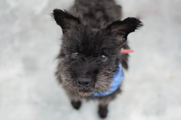 Znaleziono psa, Sosnowiec, 10 stycznia 2025 (5/5)