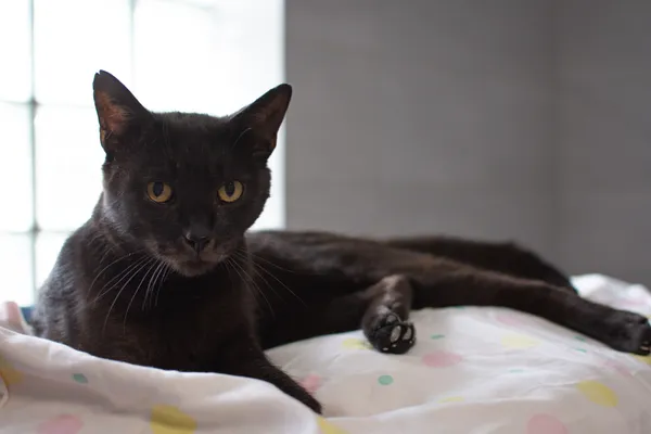 Znaleziono kota, Sosnowiec, 12 stycznia 2025 (4/5)