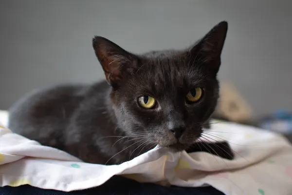 Znaleziono kota, Sosnowiec, 12 stycznia 2025 (5/5)